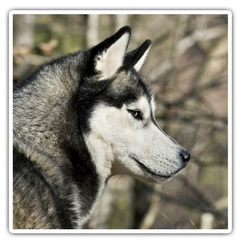 Square stickers cm - 2,