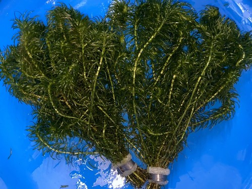 Egeria najas bunches - x5,