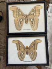 Attacus Atlas Moth - Male And