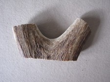 DEER ANTLER For WALKING STICK