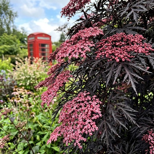 Sambucus cherry lace - sambucus,