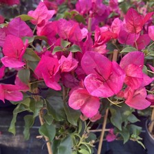 Bougainvillea Pink/Red