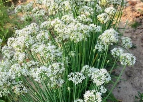 350 garlic chives - -, allium