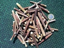 50 X SEA URCHIN SPINES 3 - 7