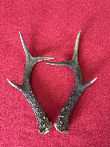 Pair roe deer antlers - pair,