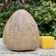 RARE Conulus subrotundus