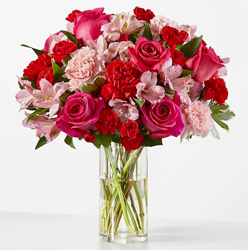 Pink red rose carnation - red, &