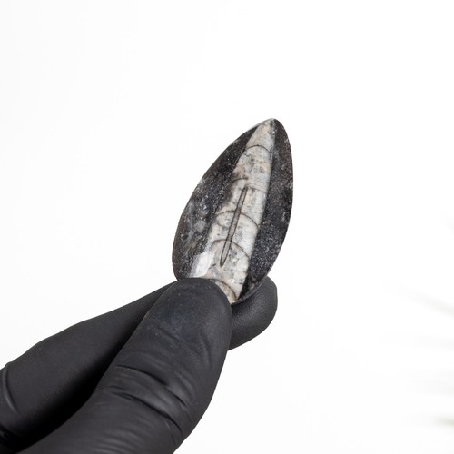Inch orthoceras pear - inch,