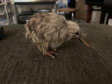 Kiwi Bird with feathers