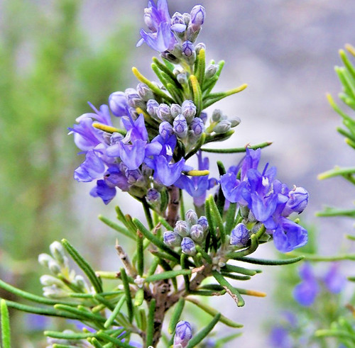 100x rosmarinus officinalis - 100x,