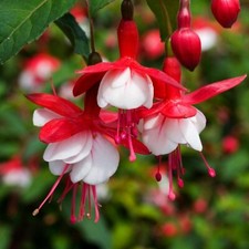 6 Hardy Fuchsia Snowcap  AGM