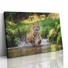 Siberian Tiger Running in