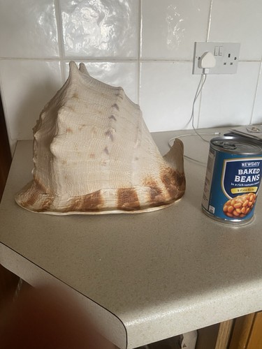 Conch shell massive biggest - biggest, i