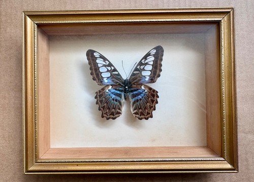 Vintage framed blue clipper - framed,