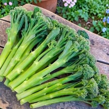 Broccoli Tenderette F1