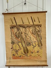 Vintage Adam Rouilly Anatomical Medical Wall Chart Human Anatomy