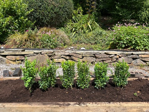 Box hedging plants buxus - 12,