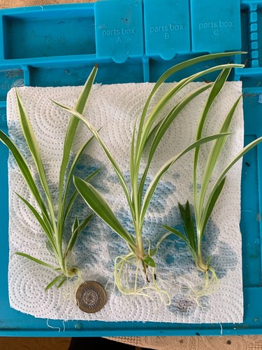 Spider plants well rooted - spider,