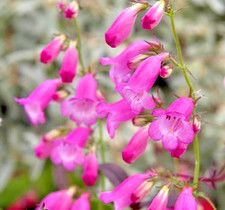 Penstemon pink endurance - penstemon,