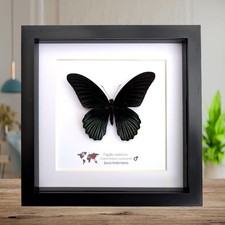 Framed Swallowtail Butterfly