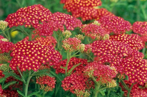 Achillea fanal the beacon - 'fanal', beacon'