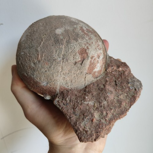Jurassic age dinosaur egg - age,