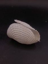 Barnea dilatata angel wings