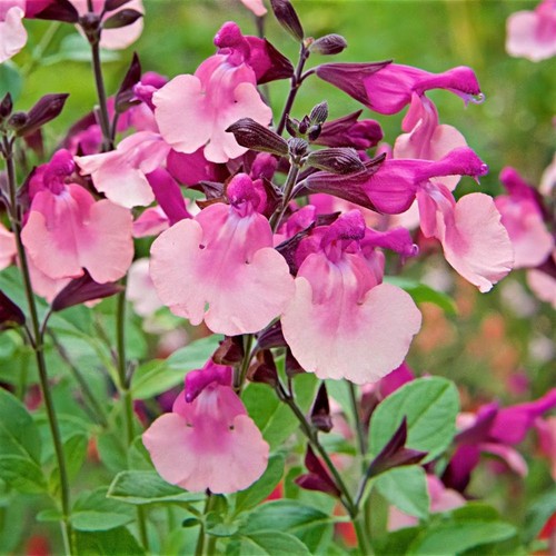 Salvia peach melba hardy - salvia,
