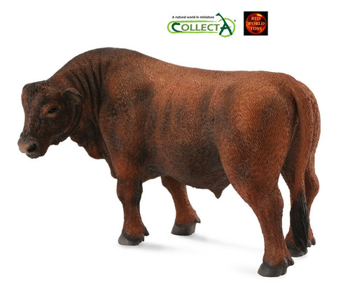 Red angus bull cattle farm - angus,