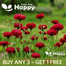 Cornflower Centaurea Red Ball