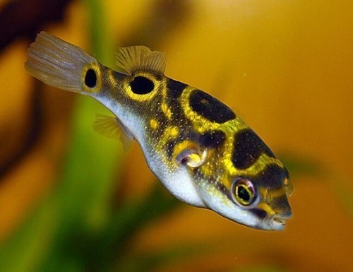 Figure eight puffer 2 5 - figure, 8