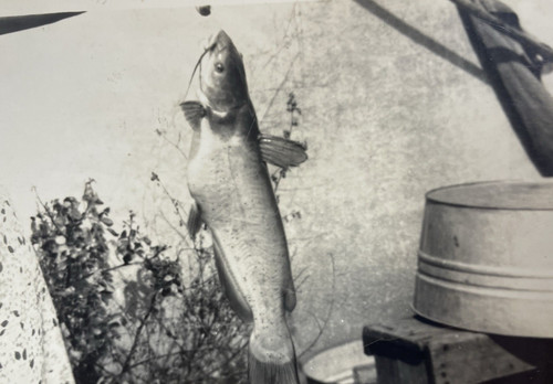 Channel cat fishing catch - channel,