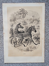 Zebras - Antique Print - c1870