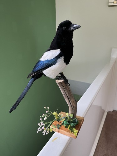 Taxidermy magpie this not - taxidermy,