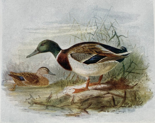 Mallard wild duck - or, birds