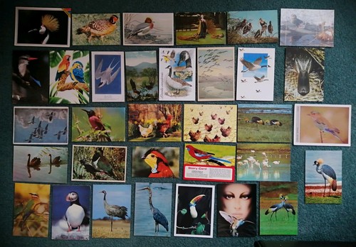 Birds vintage bird - 33,