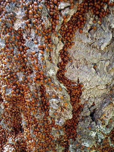 3000 ladybugs live - ladybugs,