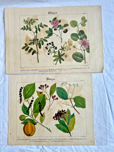 Antique botanical prints - antique,