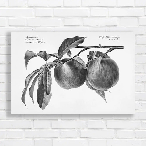 Vintage fruit botanicals - vintage, black