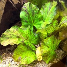1 x GREEN TIGER LOTUS Nymphaea bulb live aquarium plant tropical fish betta hide