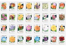 Un-used 1940s Vintage American Flower Lone Star Seed Co. packets FREE UK POST