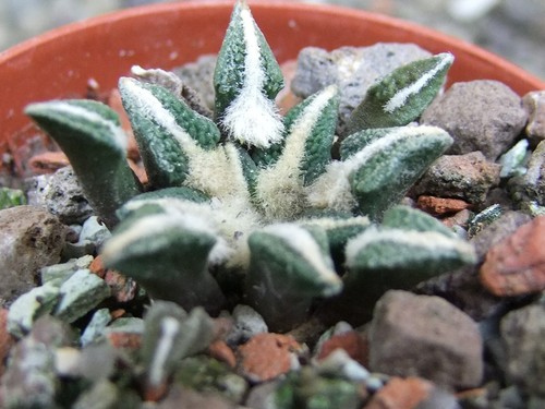 Ariocarpus kotschoubeyanus