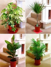 LARGE EVERGREEN LIVE INDOOR