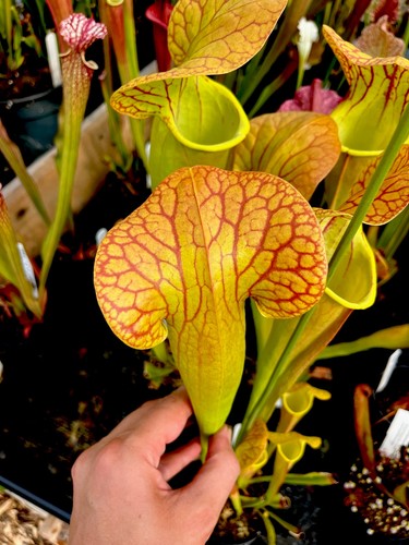 Sarracenia norman parker - parker, x