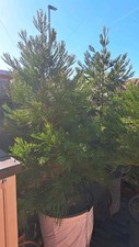 giant sequoia tree 120L pot, 3 M Height, 5 Years old