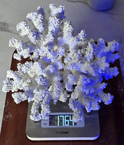 White branching coral skeleton - branching,