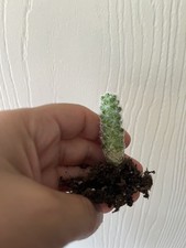 Mammillaria Gracilis Fragilis (Thimble Cactus ) ROOTED Cutting 3cm