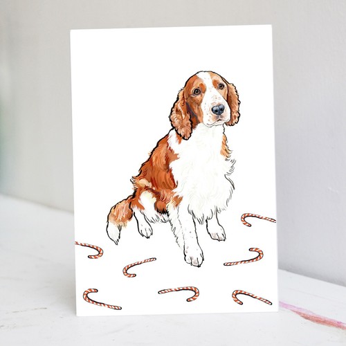 Welsh springer spaniel - welsh,