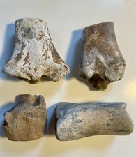 Animal Bones Taxidermy Macabre