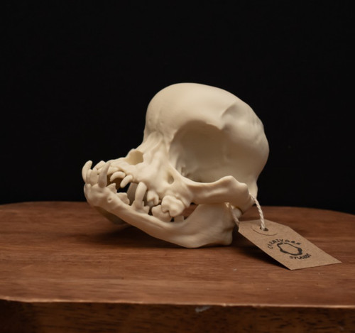 Pug skull replica life - pug, size